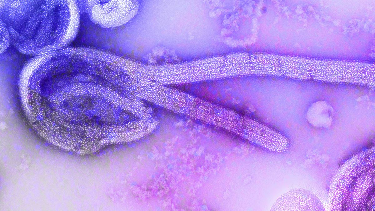 donald-trump-admin-doge-elon-musk-accidentally-canceled-ebola-funding-outbreak